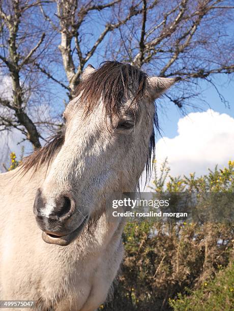 wild dun mare head and shoulders new forest - poils dun animal photos et images de collection