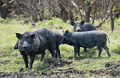 wild feral pigs