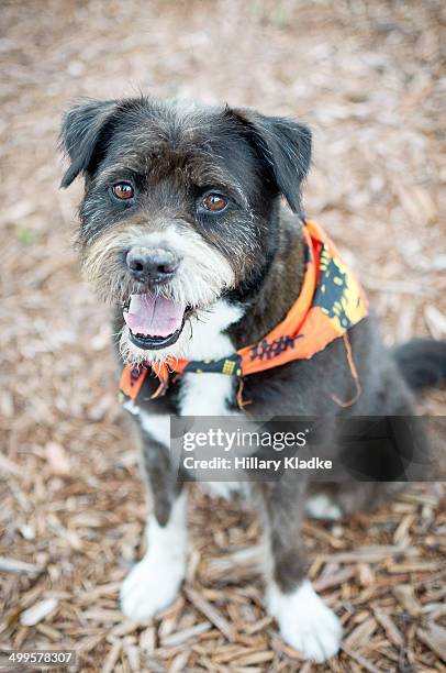 Scruffy Things 148 Black Scruffy Dog Stock Photos, High-Res Pictures, and Images ...