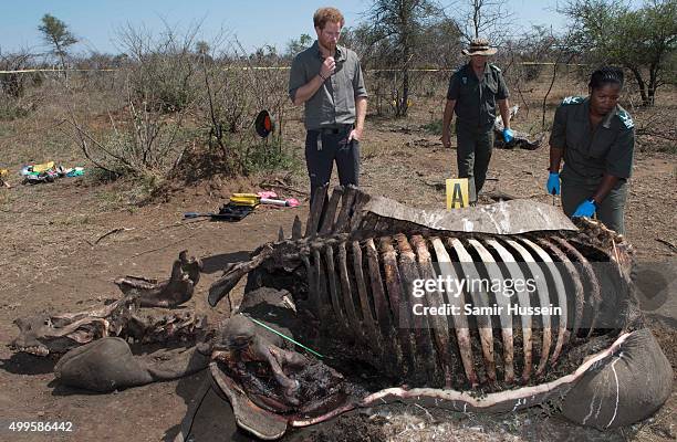 Prince Harry is shown the carcass of a rhino slaughtered for its horn in Kruger National Park, during an official visit to Africa on December 2, 2015...