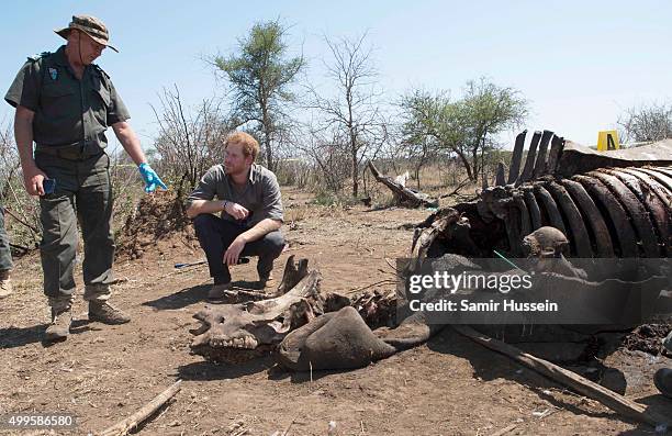 Prince Harry is shown the carcass of a rhino slaughtered for its horn in Kruger National Park, during an official visit to Africa on December 2, 2015...