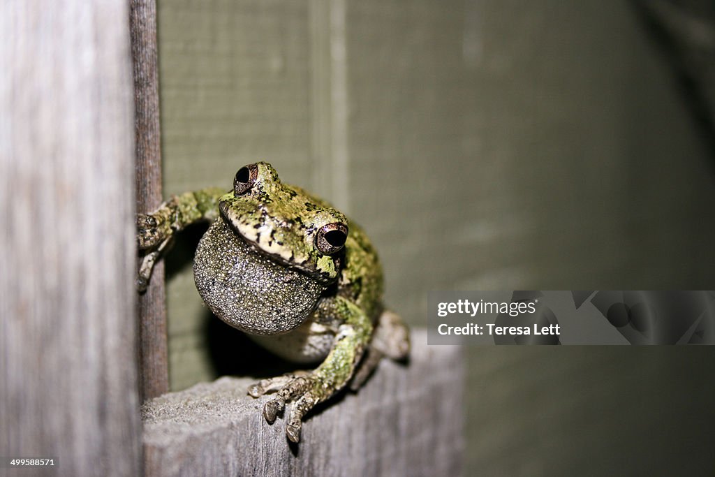 Gray tree frog