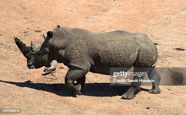 Rhino is seen as Prince Harry goes to visit a carcass of a rhino slaughtered for its horn in Kruger National Park, during an official visit to Africa...