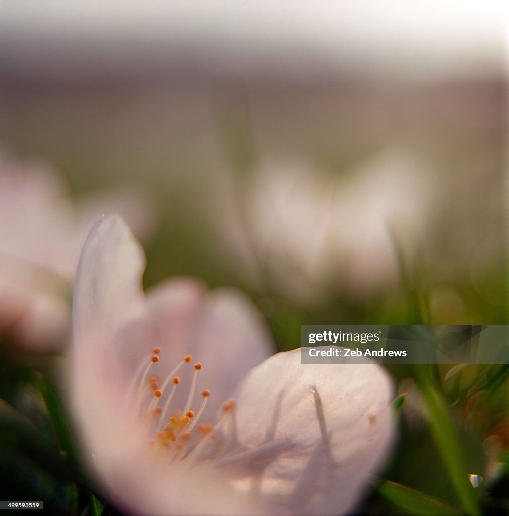 Fallen cherry blossoms