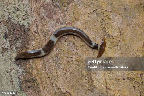 bipalium sp. hammerhead worm on tree trunk - planária imagens e fotografias de stock