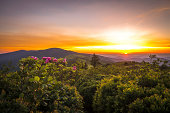 Roan Mountain Sunset