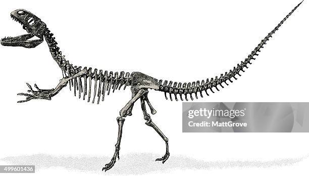 stockillustraties, clipart, cartoons en iconen met dinosaur skeleton - dinosaur skeleton