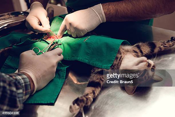 認識できない vets 、審査の実施、猫ます。 - 外科用ハサミ ストックフォトと画像