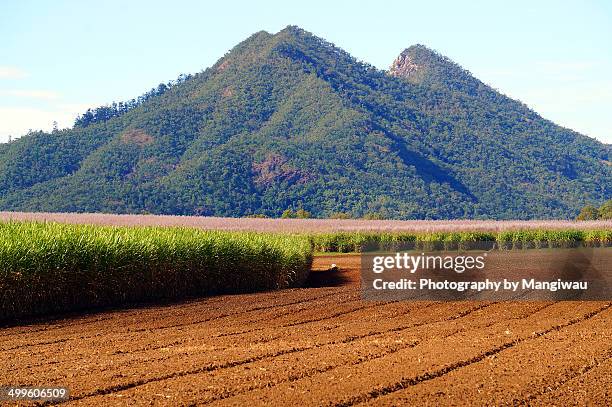 sugar cane farming - mackay stock pictures, royalty-free photos & images