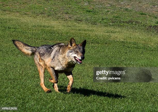 wolf - lobo stock-fotos und bilder