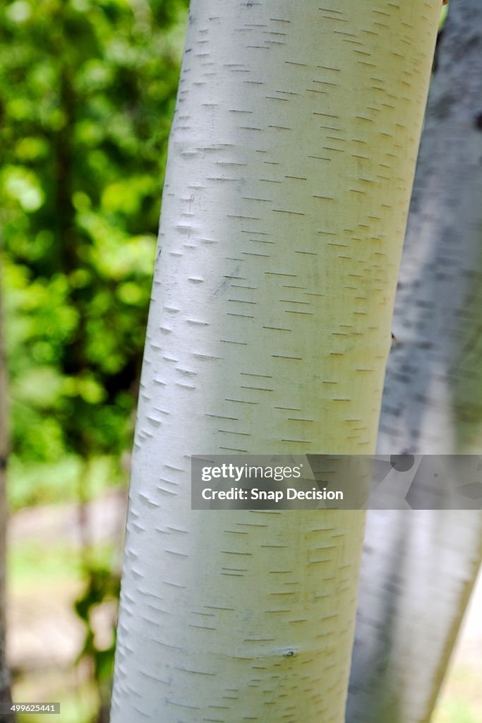 Birch tree close-up