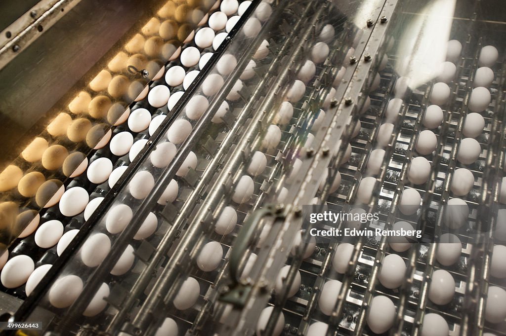 Egg Sorter