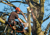 Tree surgeon hanging from ropes in a tree