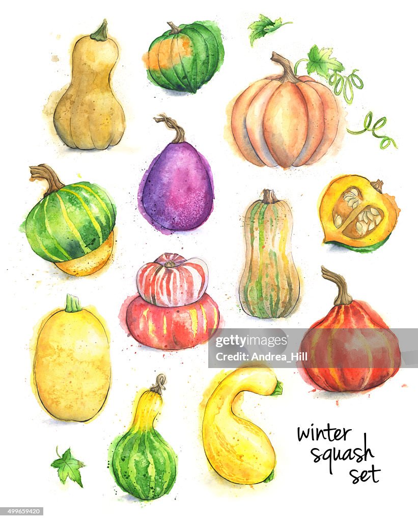 Set of Different Types of Squash Painted in Watercolor