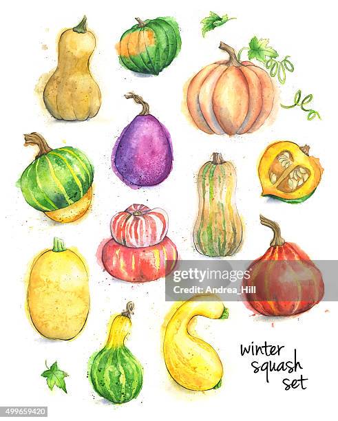 set of different types of squash painted in watercolor - winter squash stock illustrations