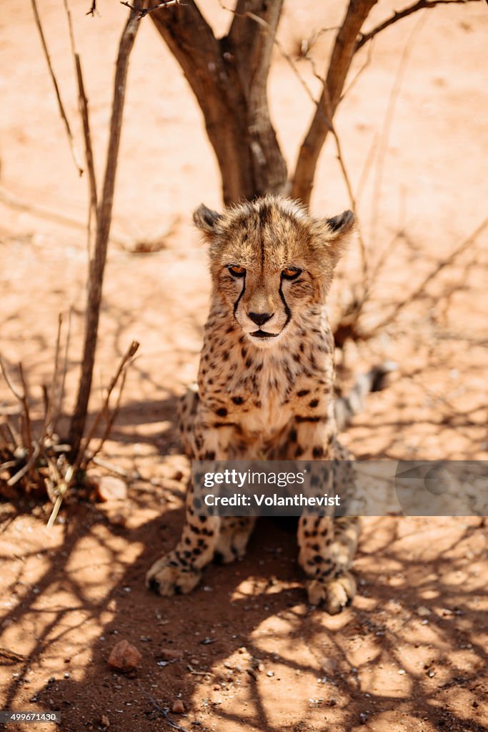 Cute baby cheetah in the savannah, Namibia