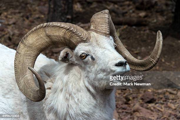 dall sheep ram - ram stock pictures, royalty-free photos & images