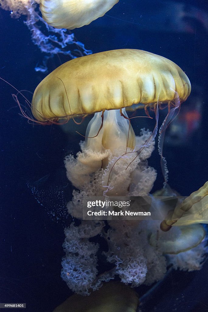 Japanese Sea Nettle