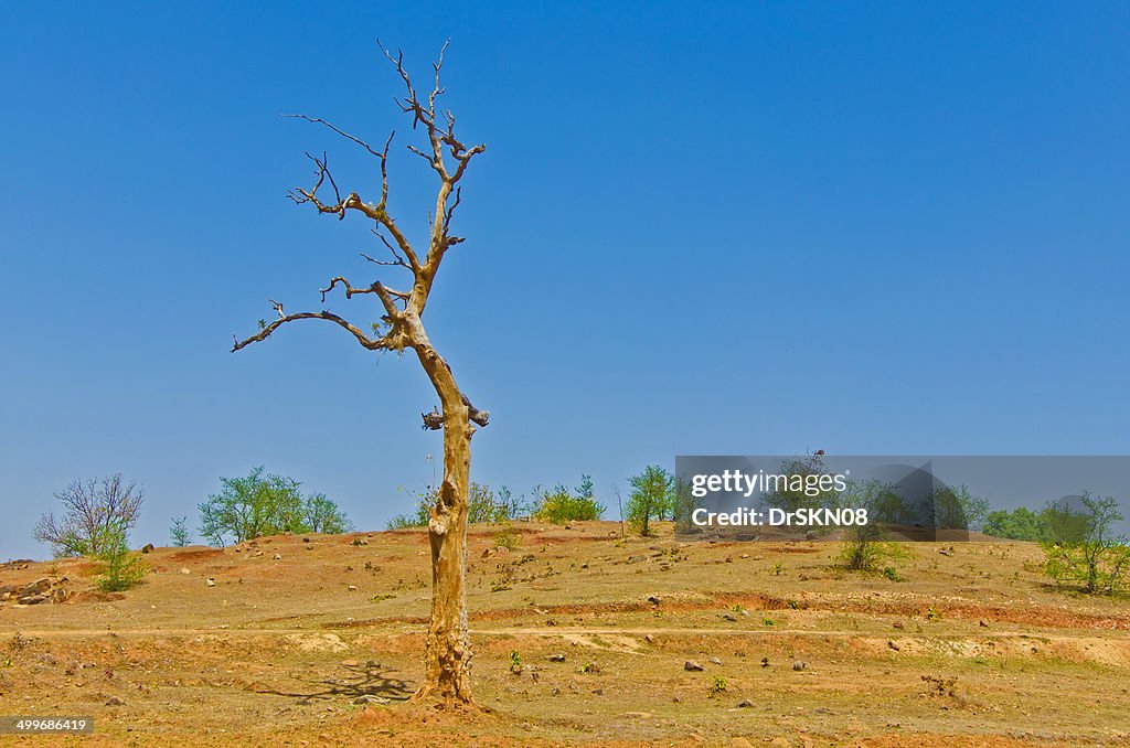 Single dead tree in semi arid area in the day