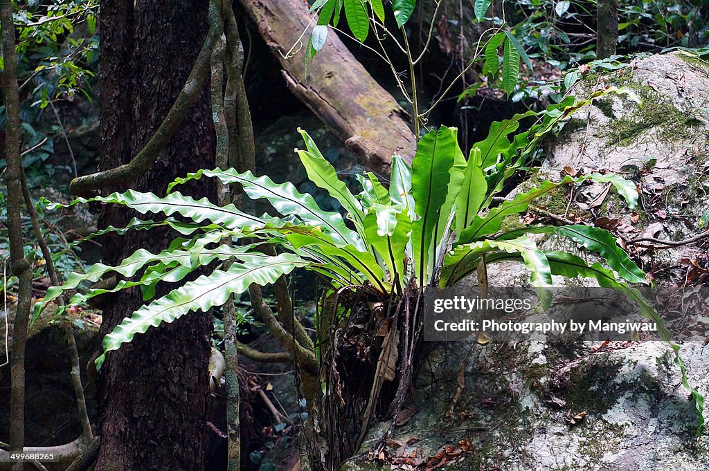 Crow's nest fern