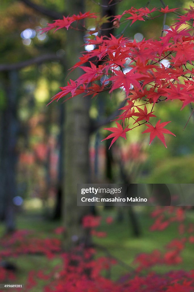 Red Japanese maple leaves