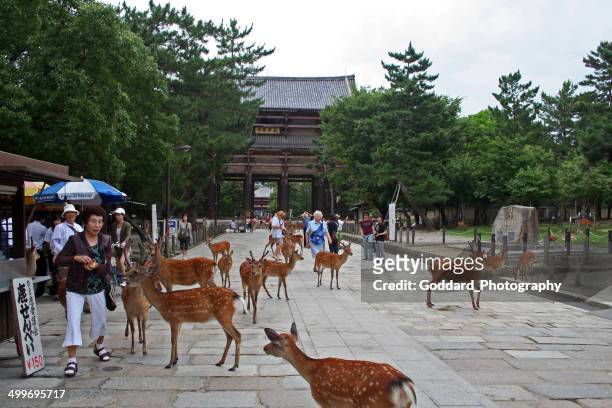 japan: sika deer at nara park - sikahert stockfoto's en -beelden