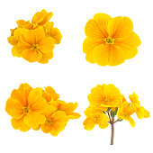 Yellow Spring Flowers of Primrose Isolated on White
