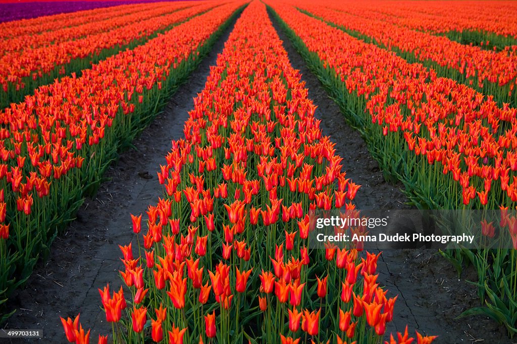 Tulip field