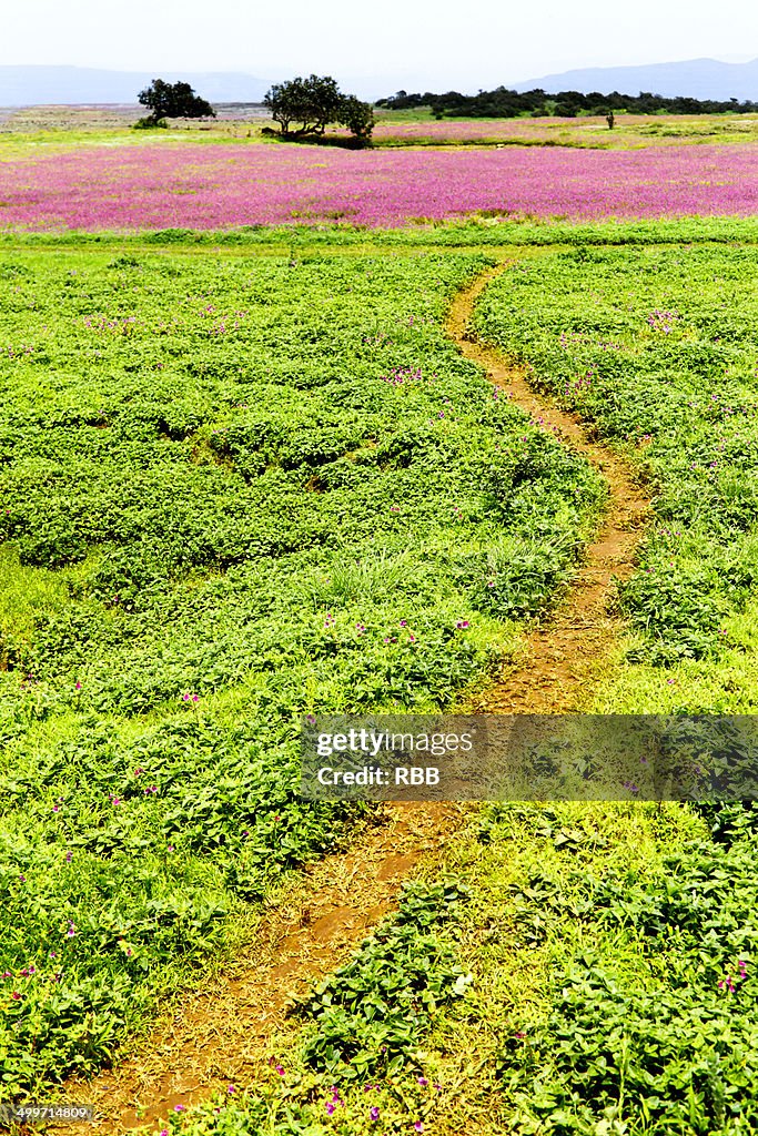 Kaas Plateau