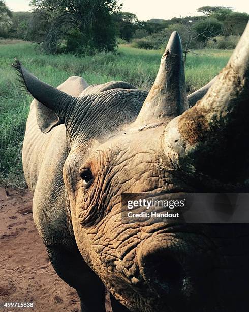 In this handout image released by Kensington Palace via Instagram on December 2 a female black rhino called Zawadi, who was relocated from a Kent...