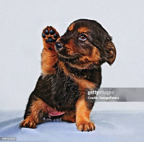 puppy - animal foot stock illustrations