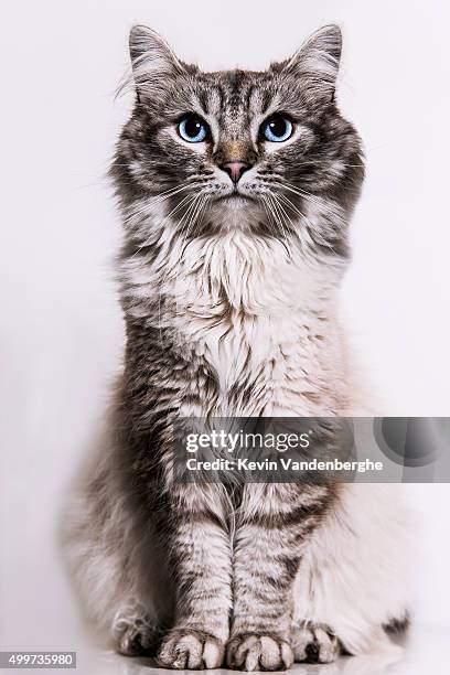neva masquerade cat in the studio - sibirisk katt bildbanksfoton och bilder