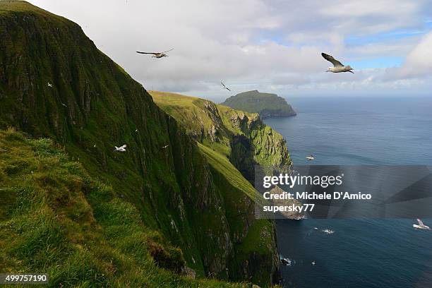 fulmars on the cliff - st kilda bildbanksfoton och bilder