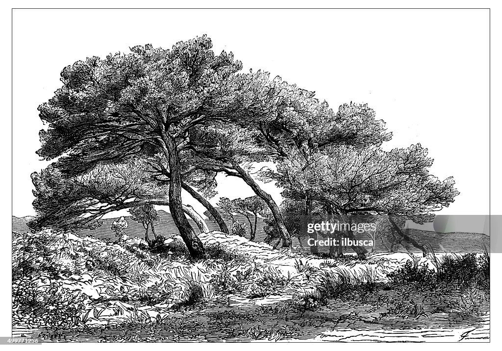 Antique illustration of the Mediterranean scrub in the Cannes surroundings