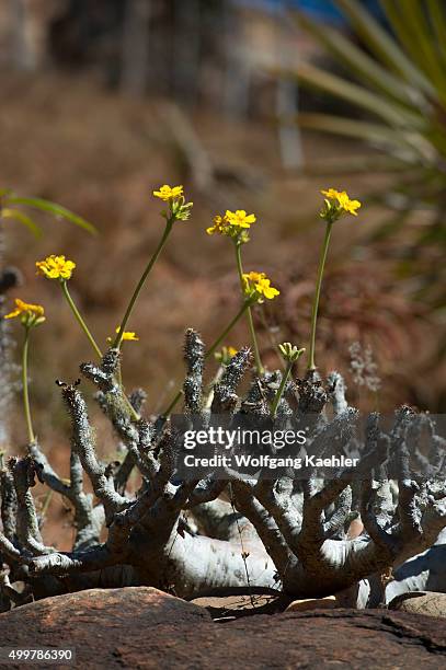 Flowering dwarf baobab trees at Lemur Park near Antananarivo, Madagascar.