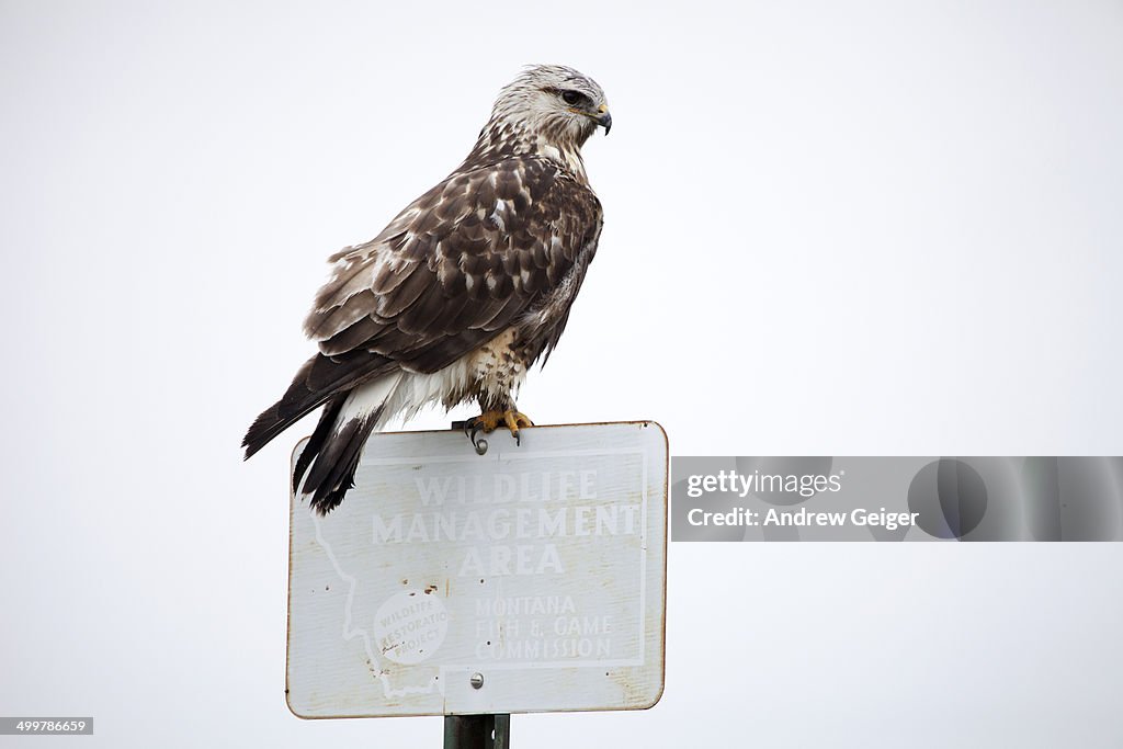 Rough legged hawk on Montana sign post.
