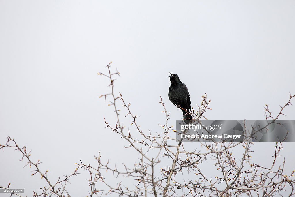 Red winged blackbird singing on branches.