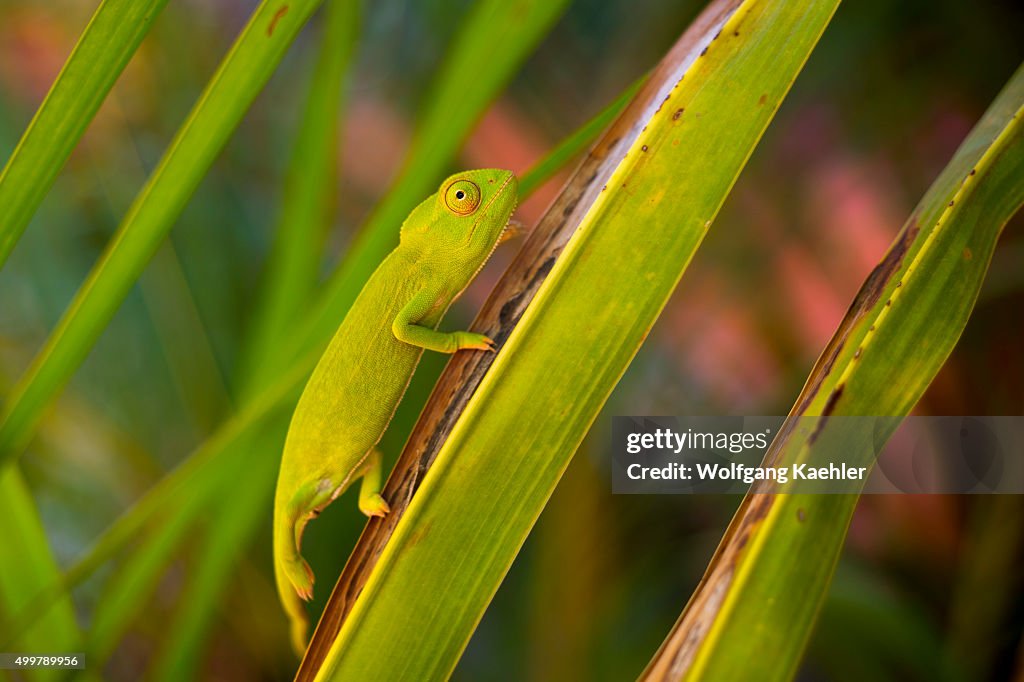 A baby Spiny Chameleon (Furcifer verrucosus) at Berenty...
