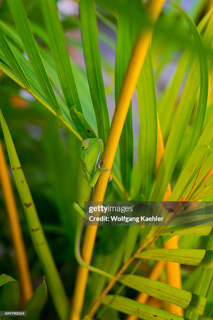 A baby Spiny Chameleon (Furcifer verrucosus) at Berenty...
