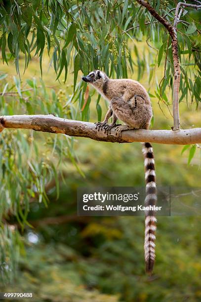 Mangy Ring-tailed lemur sitting in tree at Berenty Reserve in southern Madagascar.