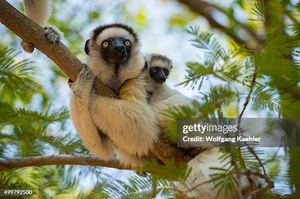 Verreaux's sifaka , or white sifaka with baby in tree at Berenty Reserve in southern Madagascar.