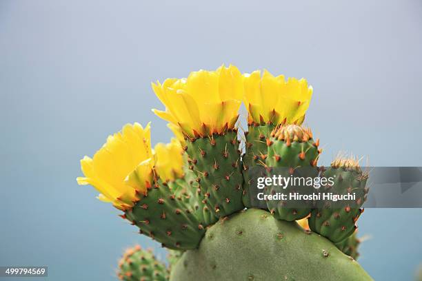 cactus flower - kaktus bildbanksfoton och bilder