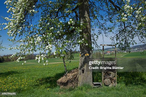 insektenhotel / insect hotel - insectenhotel stock pictures, royalty-free photos & images