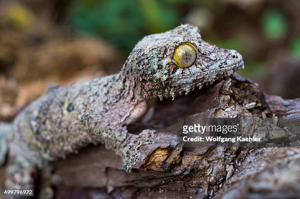Leaf-tailed gecko at Mandraka Reserve near Moramanga, Madagascar.