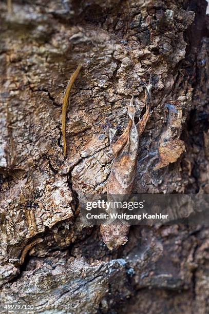 Leaf-tailed gecko at Mandraka Reserve near Moramanga, Madagascar.