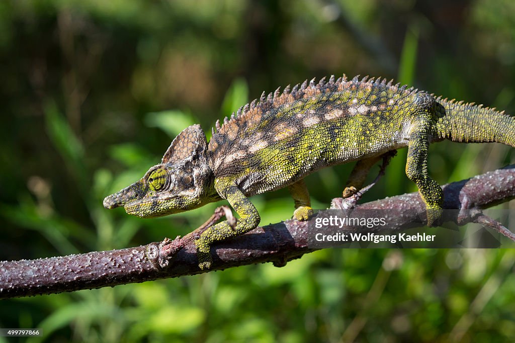 Spiny Chameleon (Furcifer verrucosus) at Mandraka Reserve...