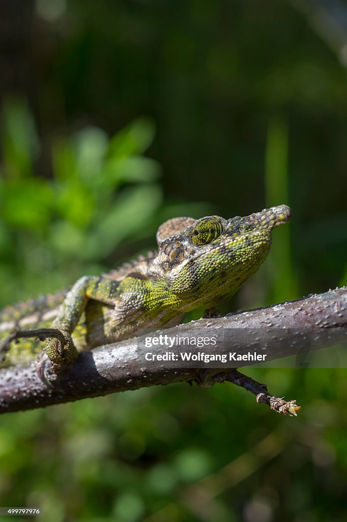 Spiny Chameleon (Furcifer verrucosus) at Mandraka Reserve...