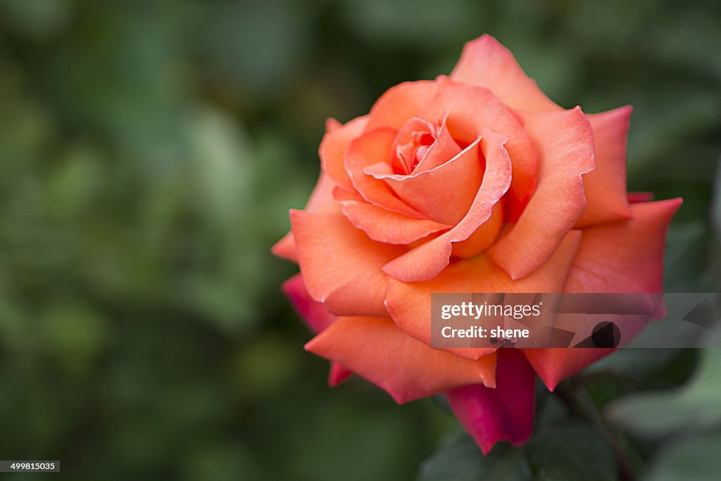 Orange Colour Rose