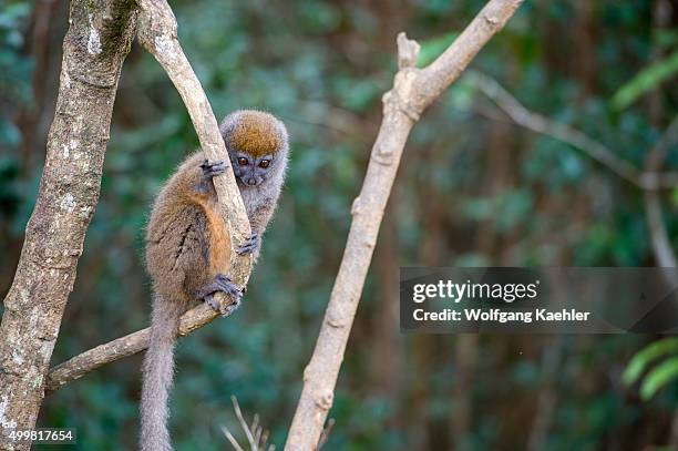 Eastern grey bamboo lemur , on Lemur Island near Vakona Lodge, Perinet Reserve, Madagascar.