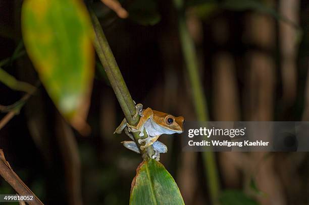 The White-lipped Tree Frog , also known as the Giant Tree Frog, is the world's largest tree frog, at night at Perinet Reserve, Madagascar.